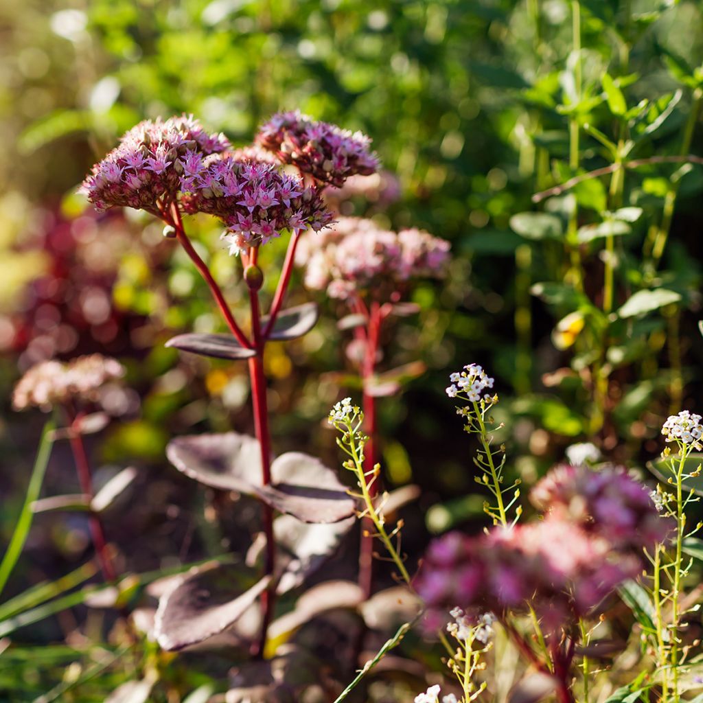 Fetthenne Matrona - Sedum