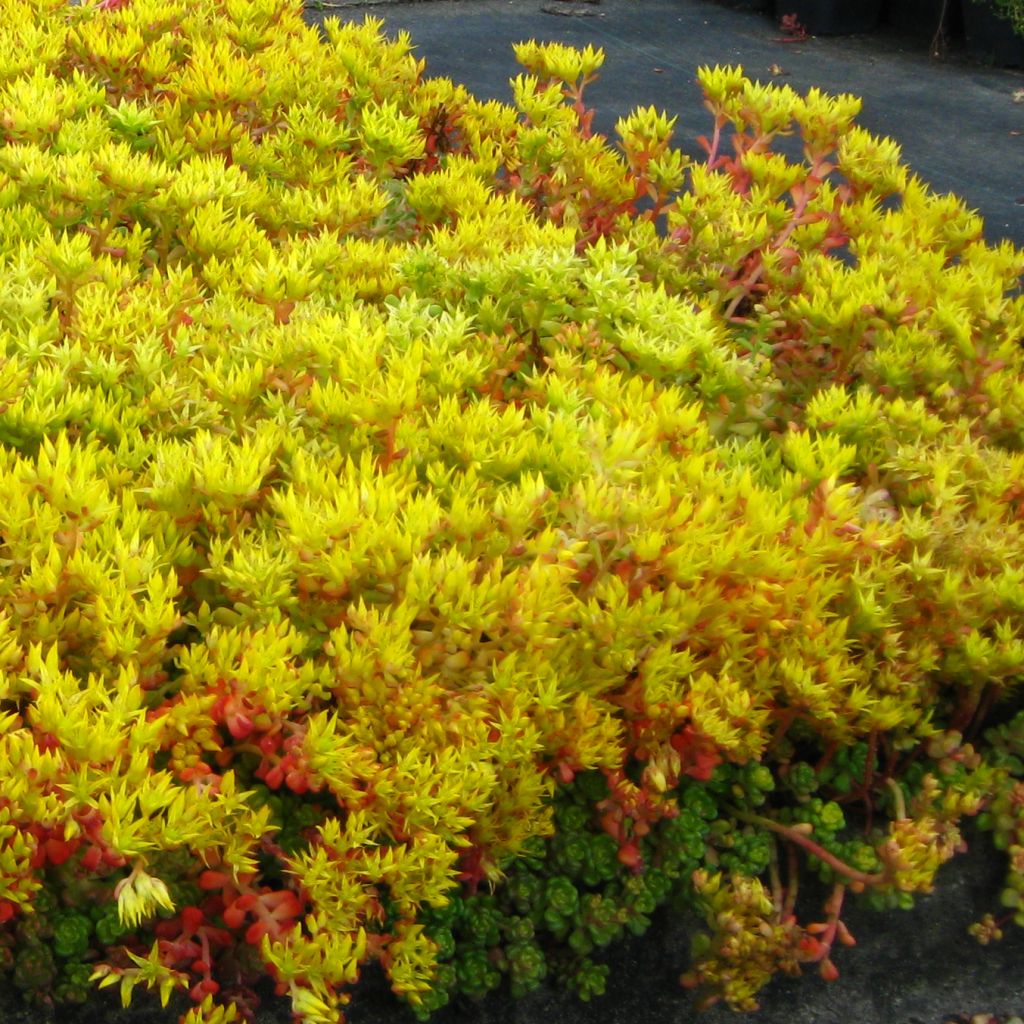 Fetthenne - Sedum oreganum