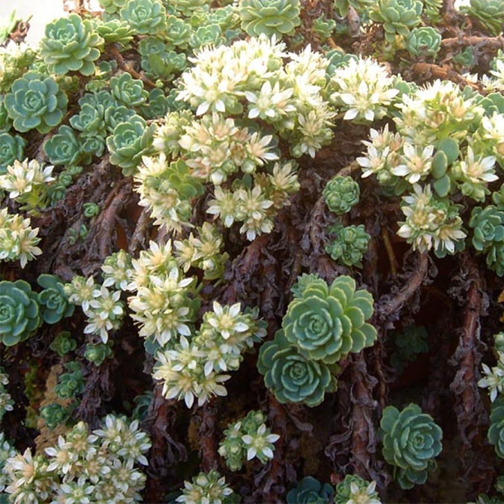 Sedum pachyclados - Orpin pachyclados