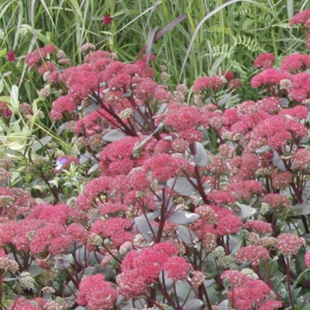 Fetthenne Red Cauli - Sedum