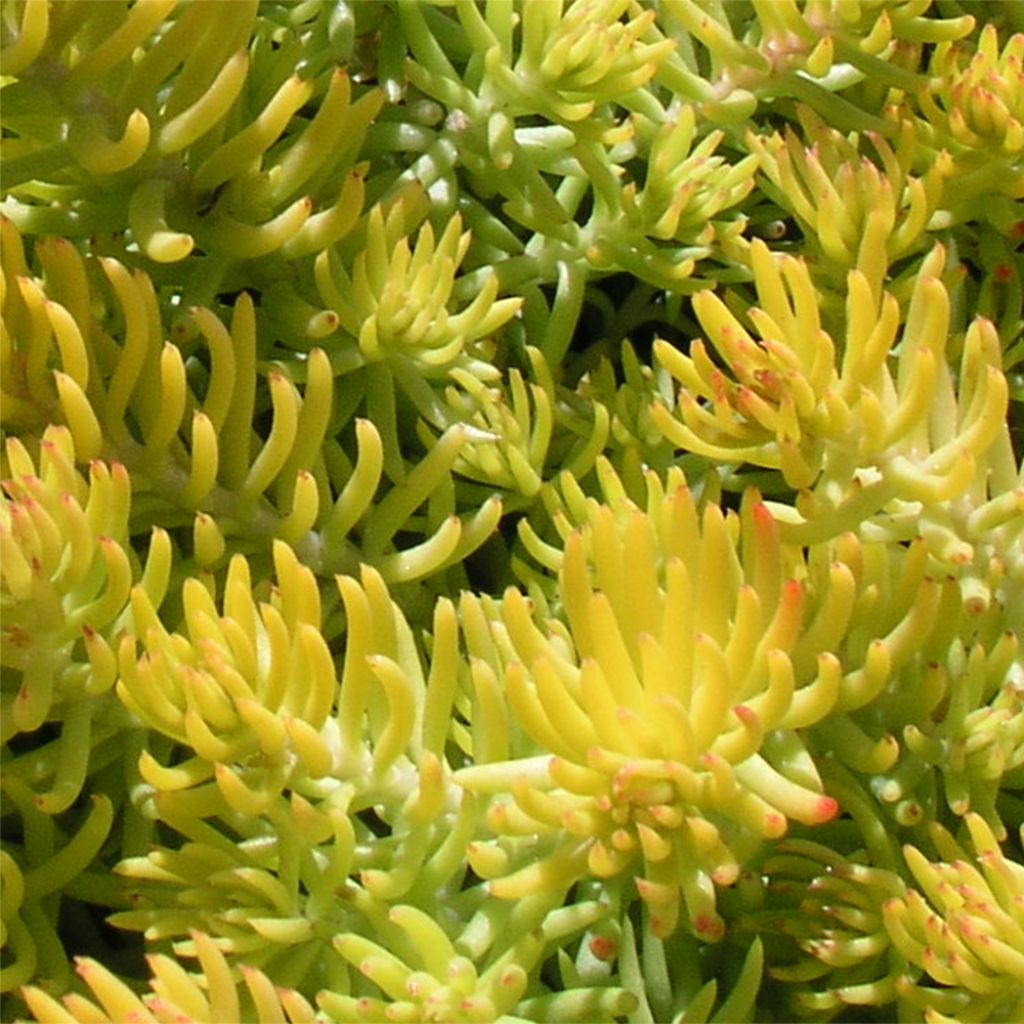 Sedum reflexum Angelina - Orpin réfléchi