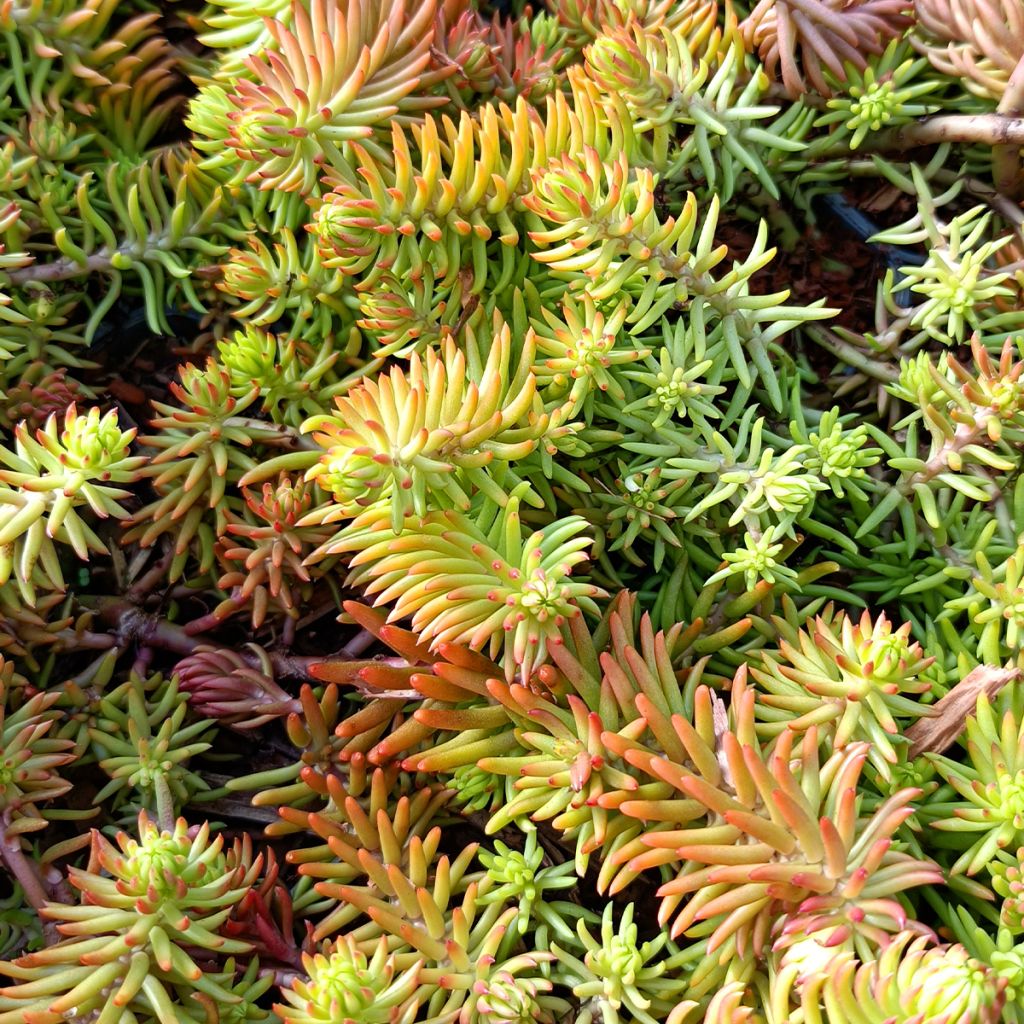 Sedum reflexum Angelina - Orpin