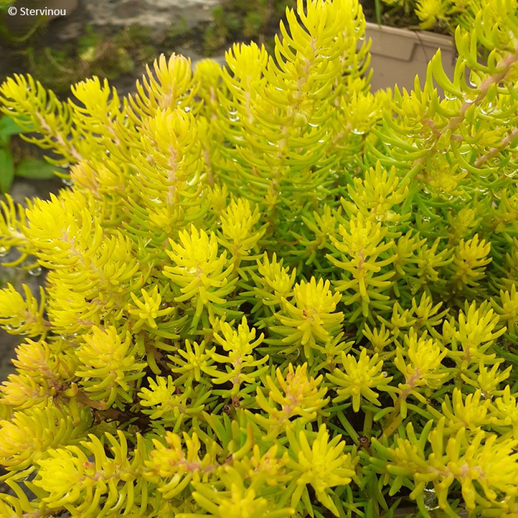 Fetthenne Yellow Cushion - Sedum reflexum