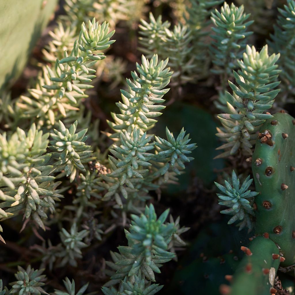 Fetthenne - Sedum reflexum