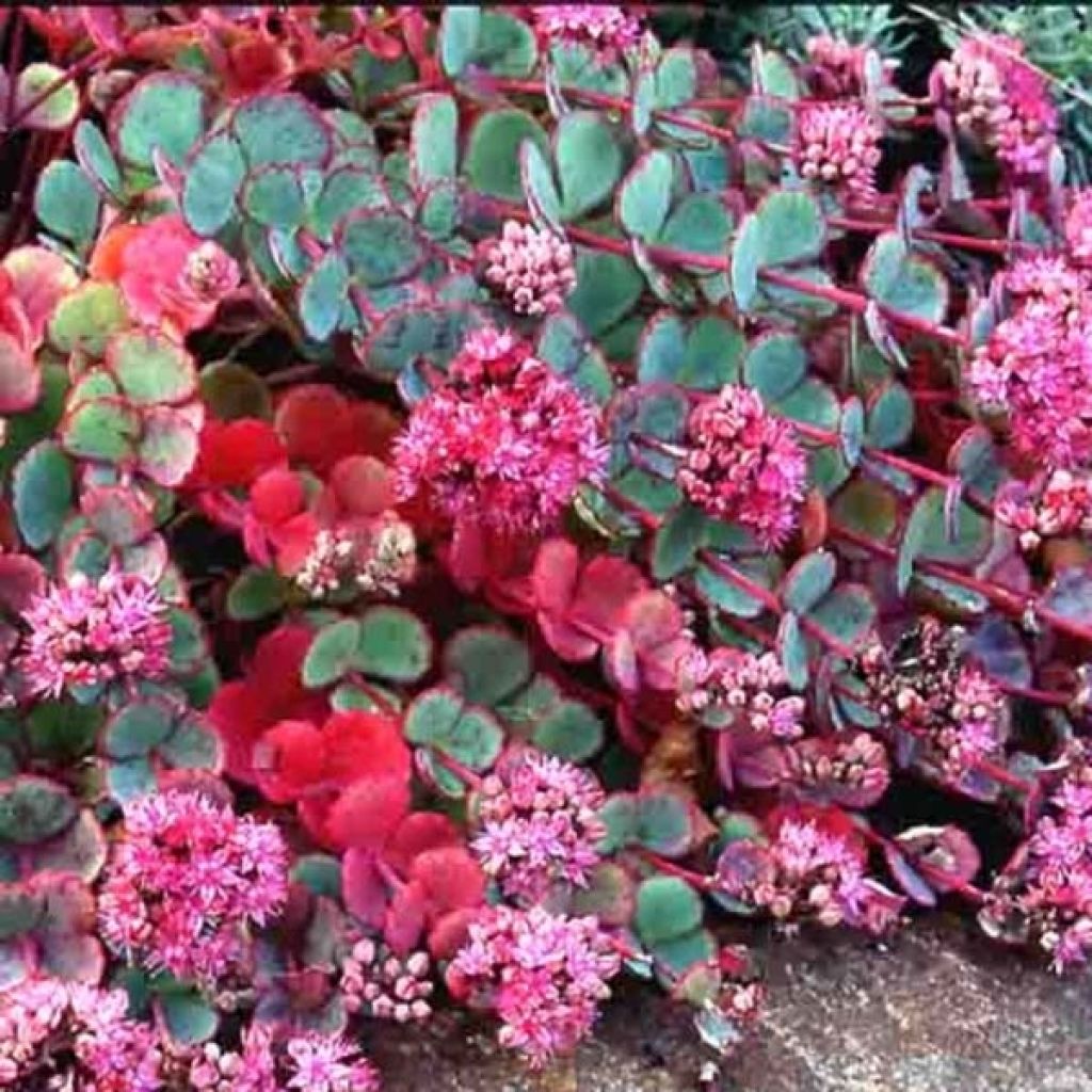 Sedum sieboldii - Orpin