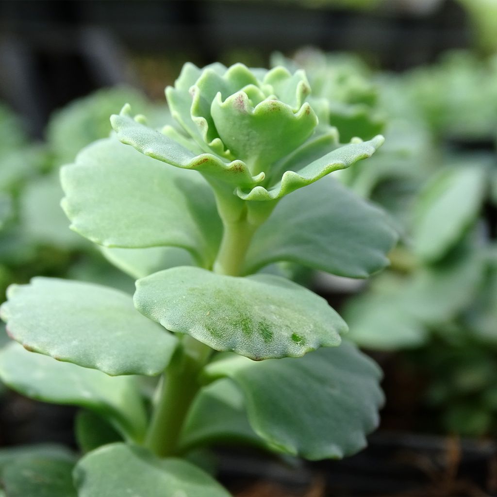 Sedum sieboldii - Orpin