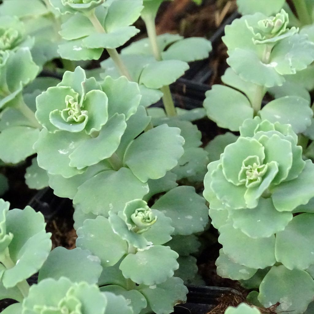 Sedum sieboldii - Orpin