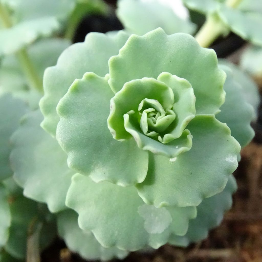 Sedum sieboldii - Orpin