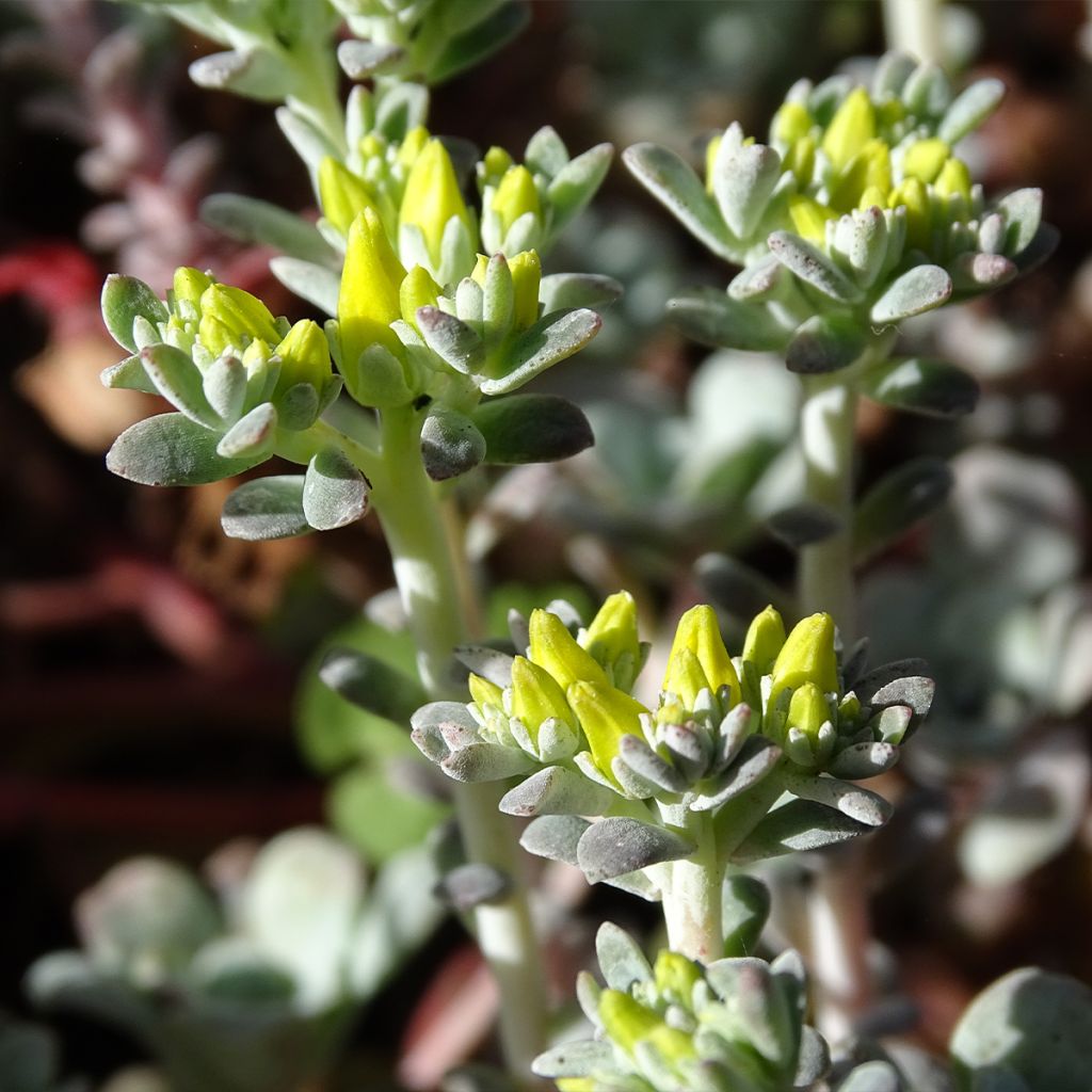 Sedum spathulifolium Purpureum - Orpin