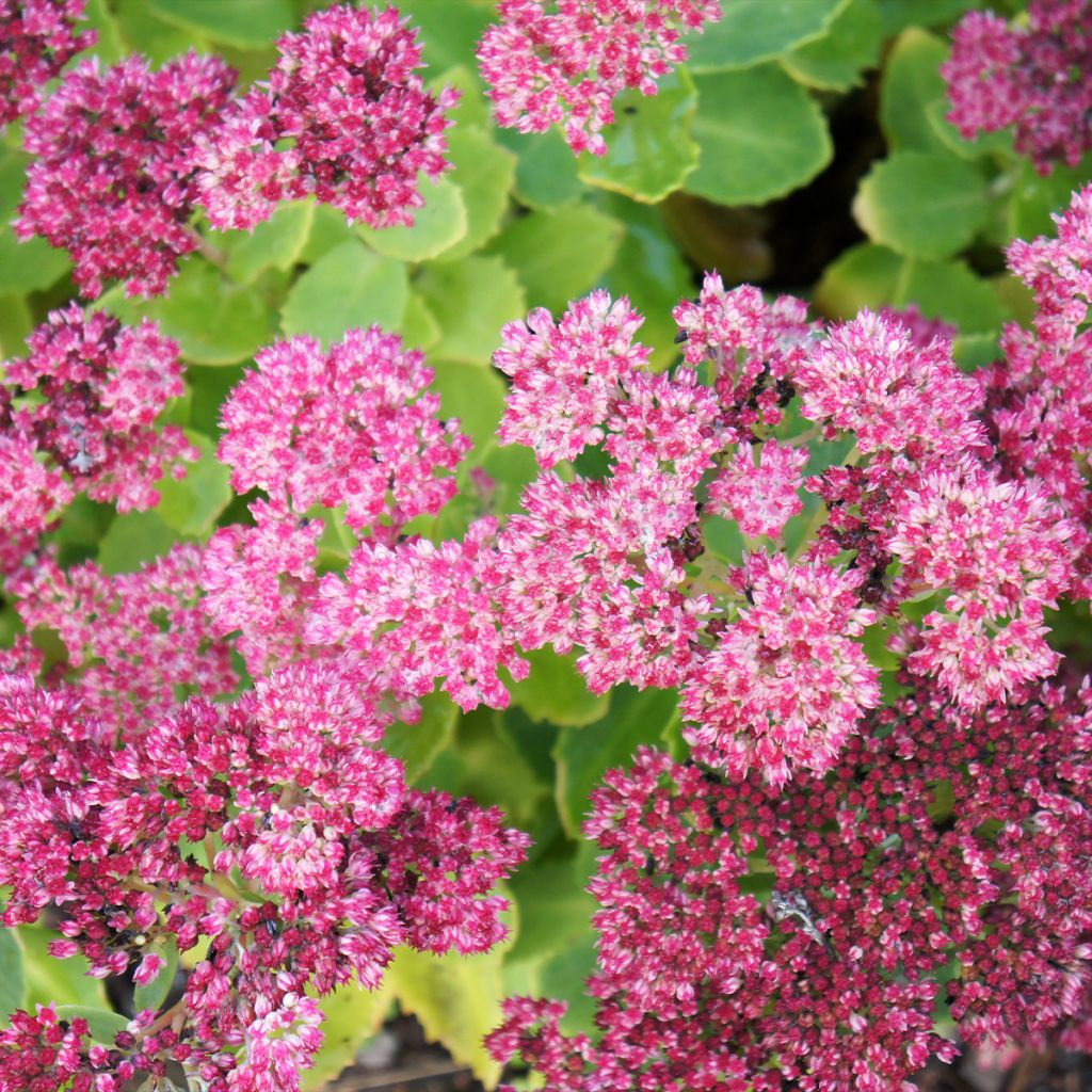 Fetthenne Brilliant - Sedum spectabile