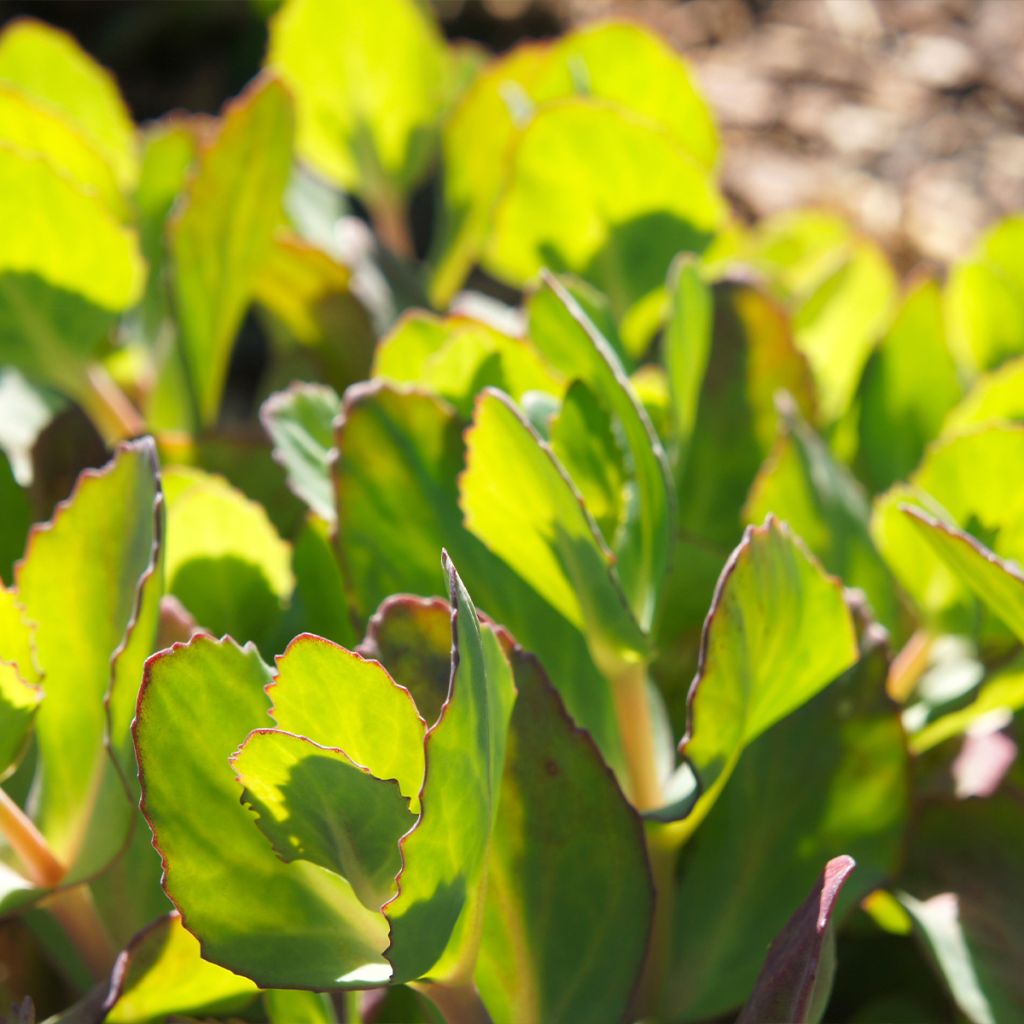 Sedum spectabile Brilliant - Grand Orpin d'automne