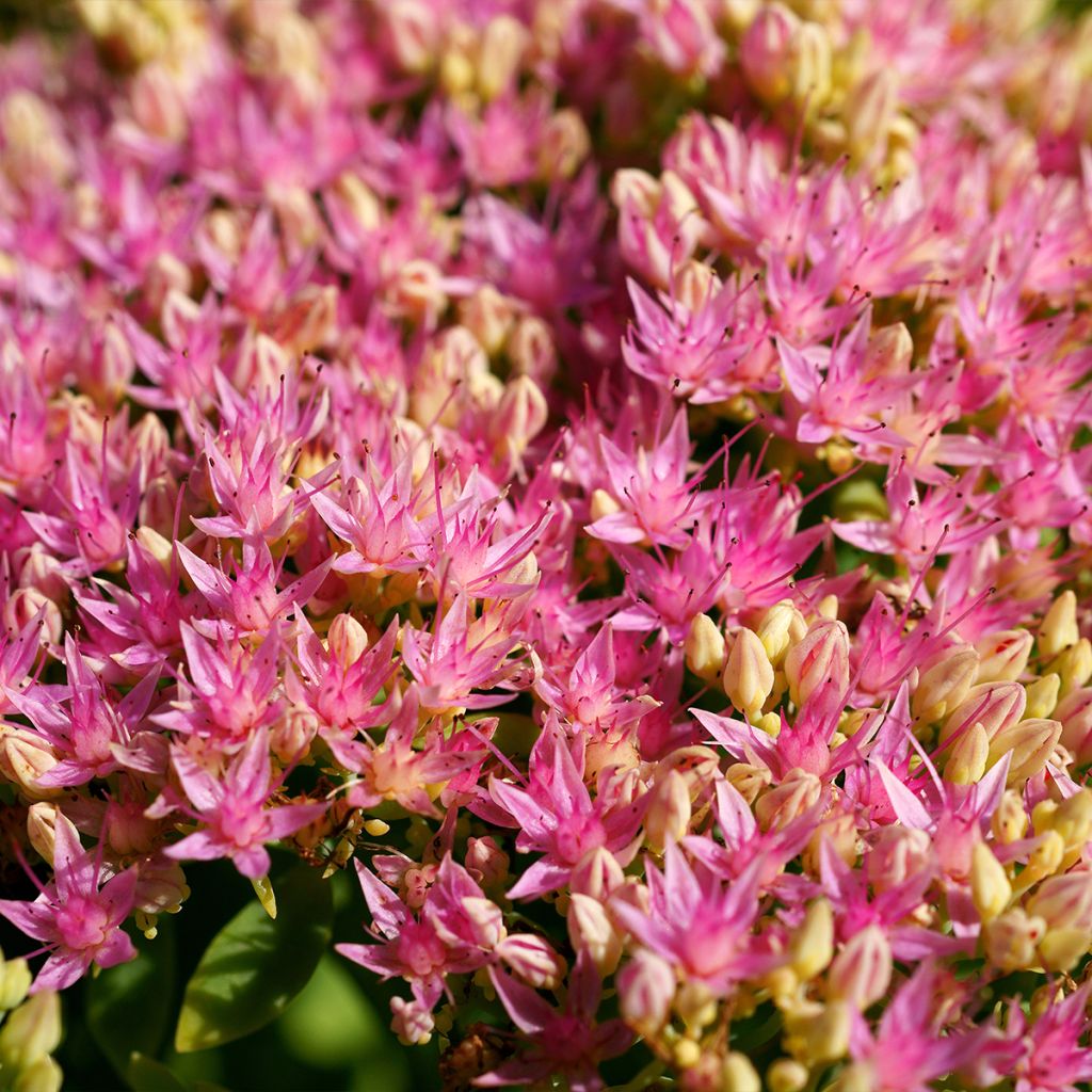 Sedum spectabile Brilliant - Grand Orpin d'automne