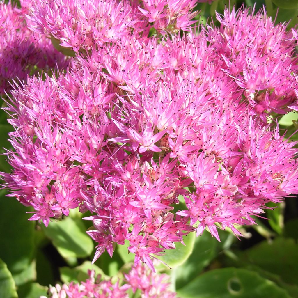 Fetthenne Carmen - Sedum spectabile