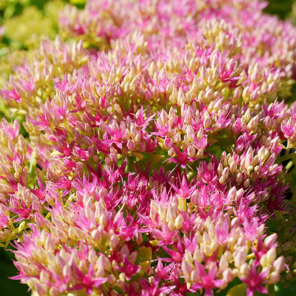 Fetthenne Neon - Sedum spectabile