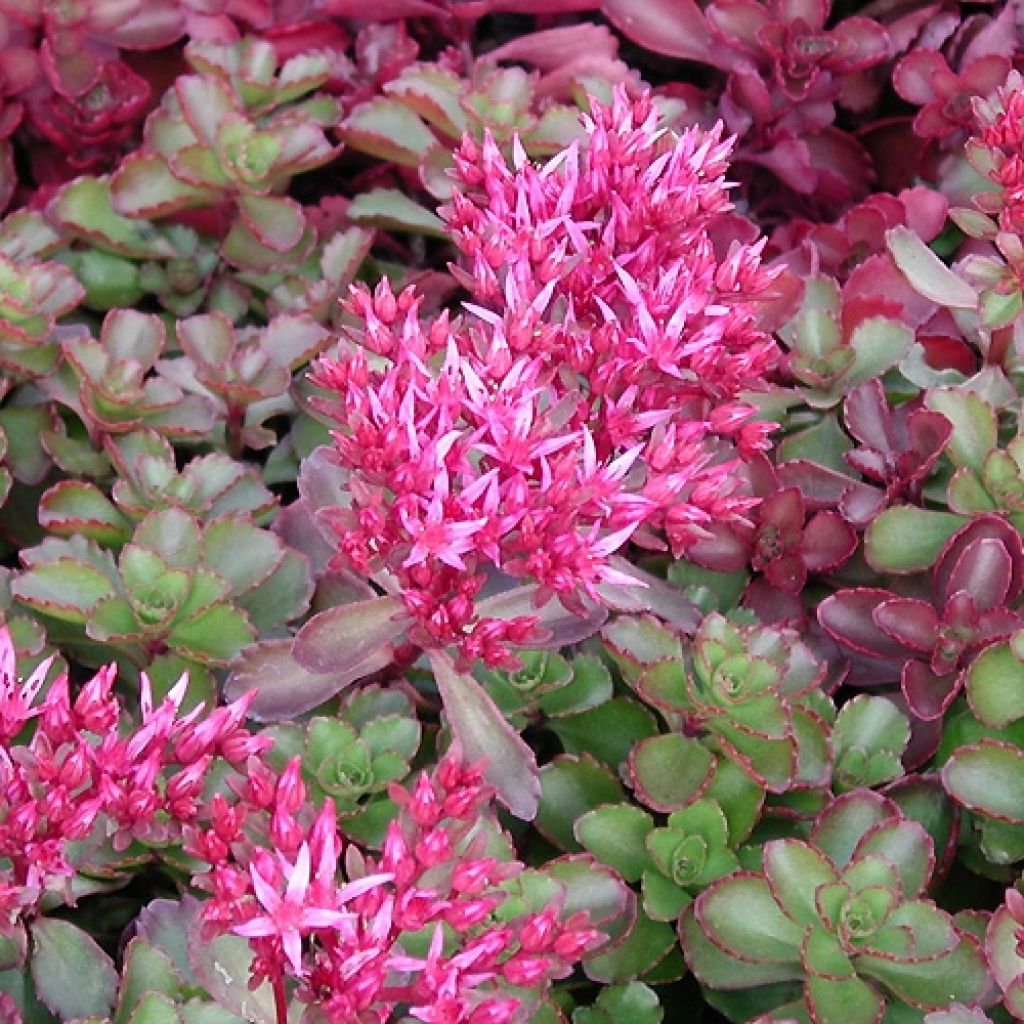 Fetthenne Fuldaglut - Sedum spurium