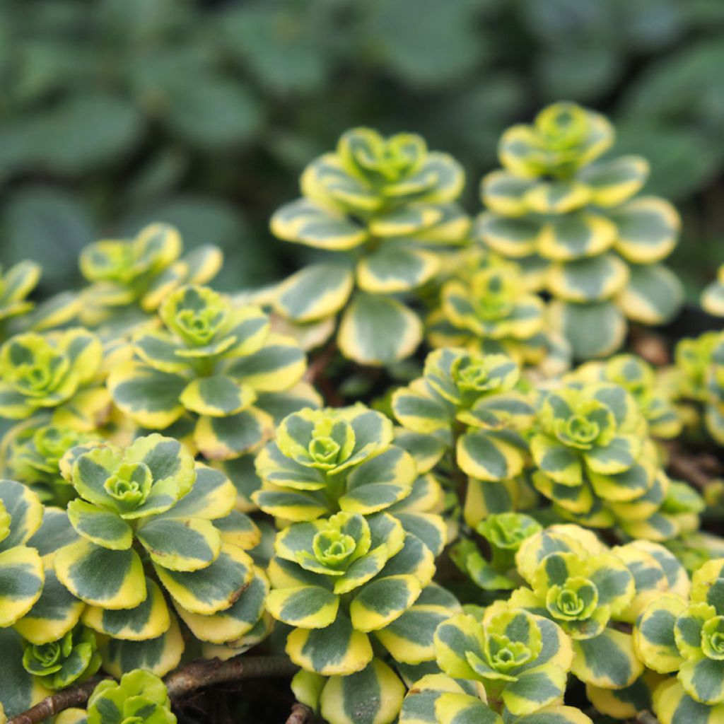 Fetthenne Little Gecko - Sedum spurium