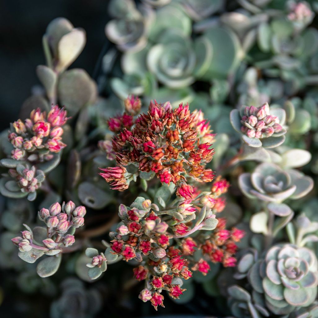 Fetthenne SunSparkler Blue Elf - Sedum