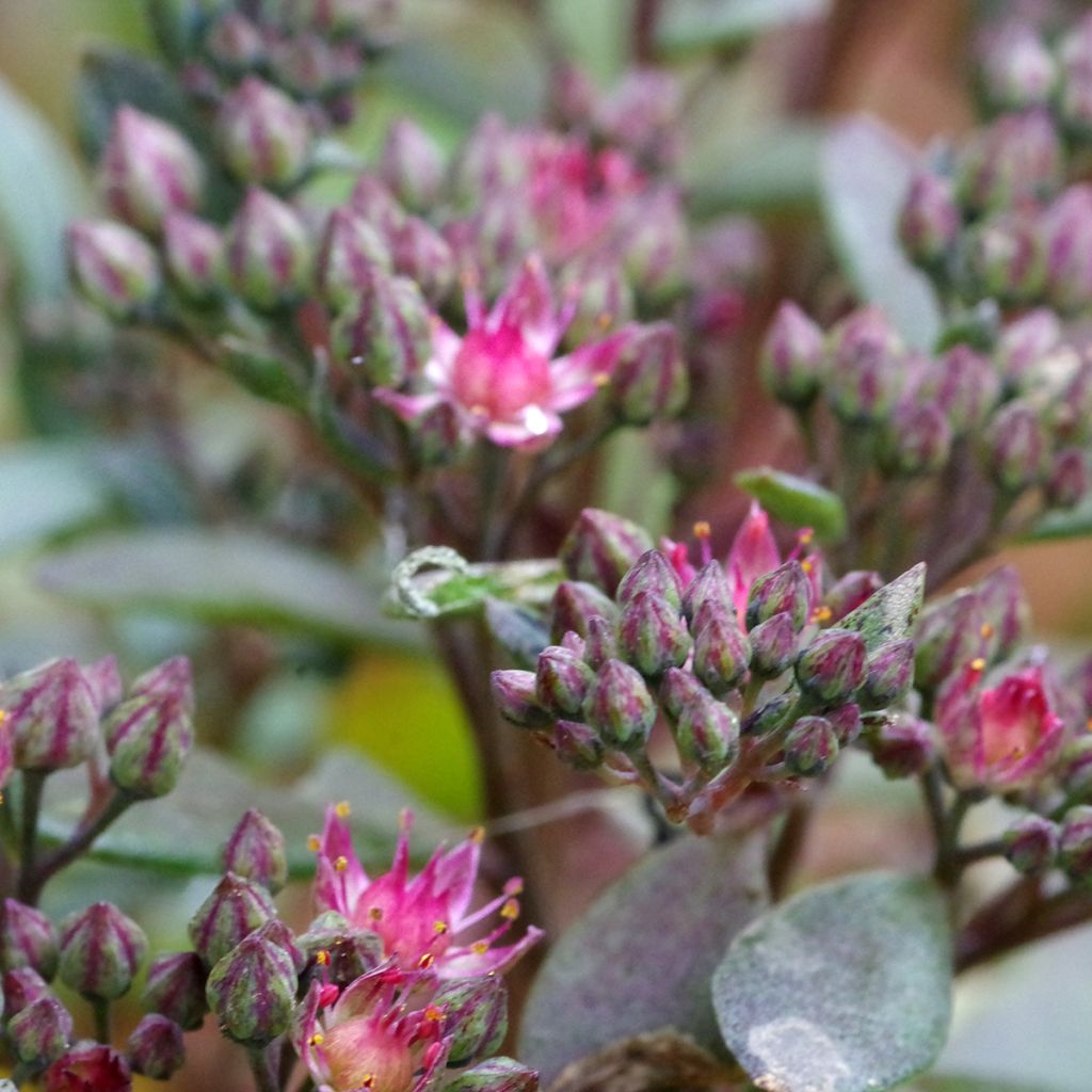 Fetthenne SunSparkler Blue Elf - Sedum