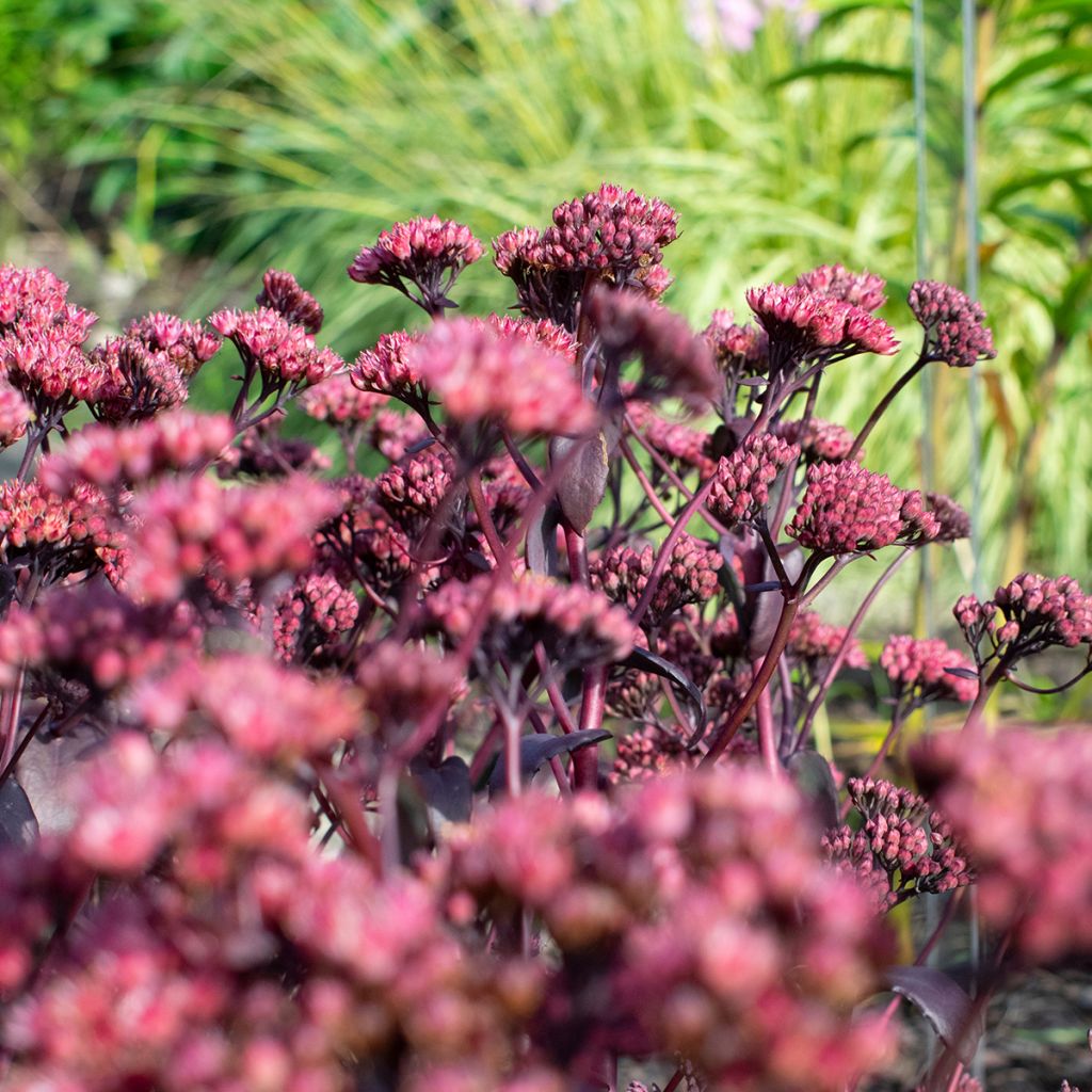 Fetthenne Bon Bon - Sedum