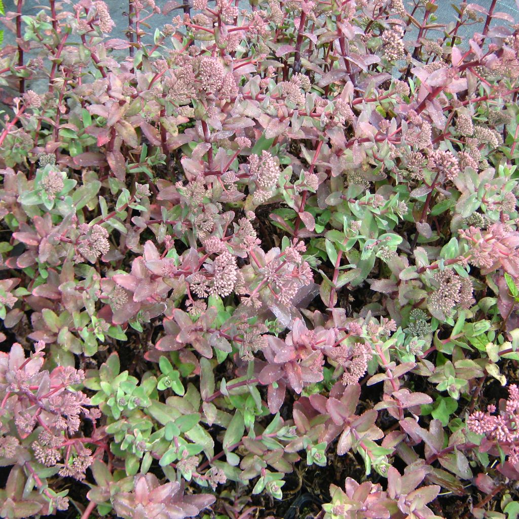 Fetthenne El Cid - Sedum telephium