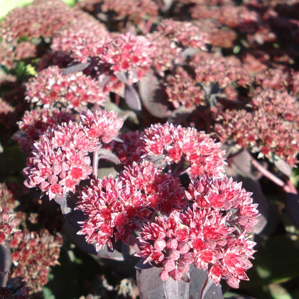 Sedum telephium El Cid - Orpin