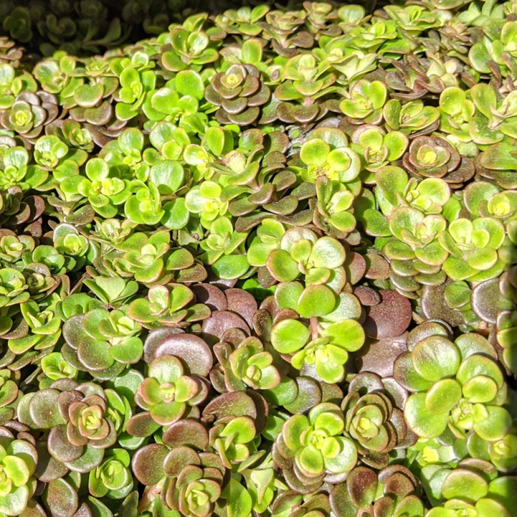 Fetthenne Coral Reef - Sedum tetractinum