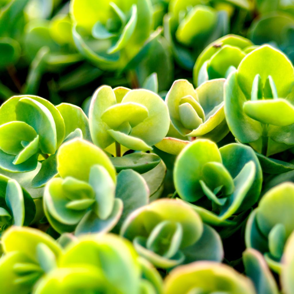 Sedum tetractinum Coral Reef - Orpin