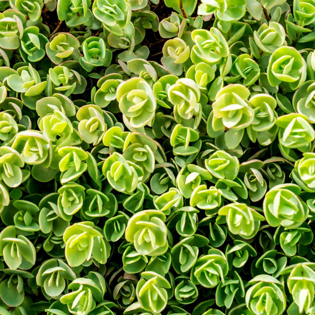 Sedum tetractinum Coral Reef - Orpin