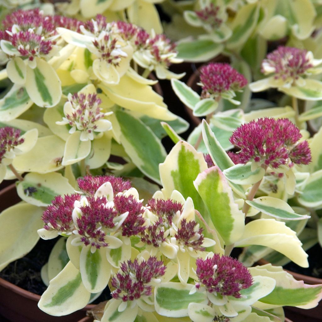 Fetthenne Autumn Charm - Sedum telephium