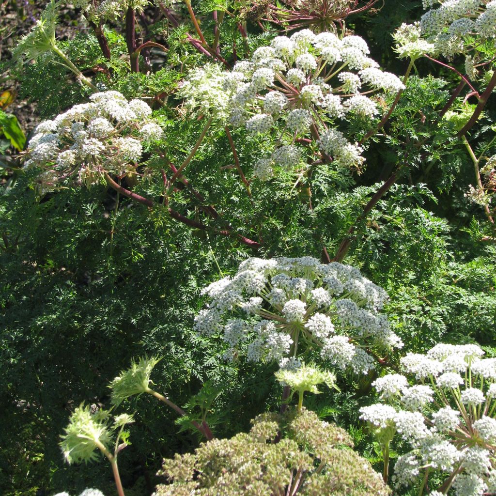 Selinum wallichianum - Feinblättrige Silge