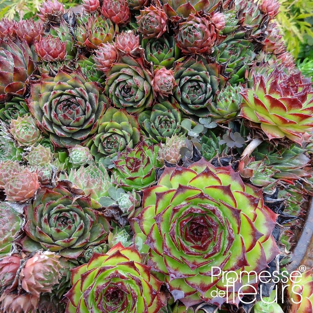 Hauswurz Gemengd - Sempervivum