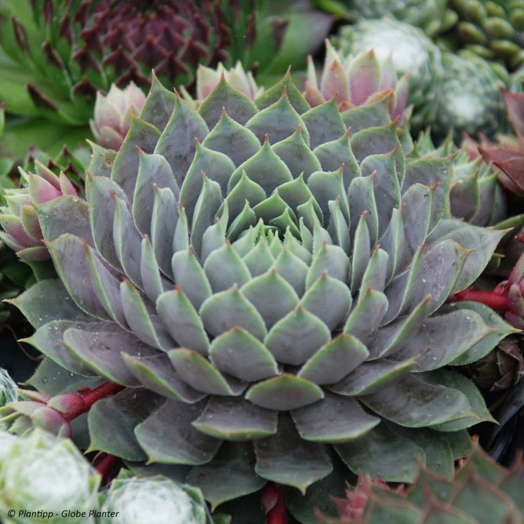 Hauswurz Chick Charms Berry Blues - Sempervivum