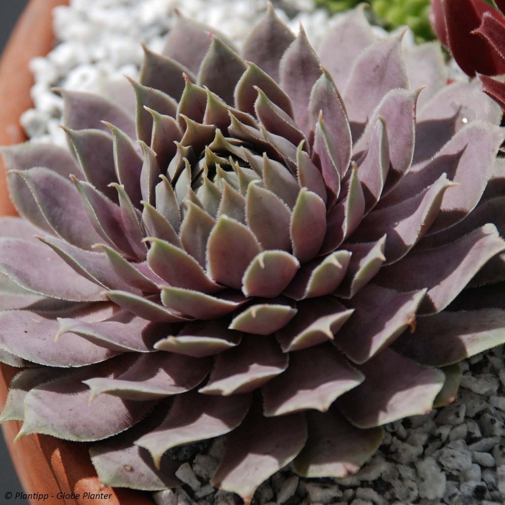 Sempervivum Chick Charms ® Berry Blues - Joubarbe hybride bleue violacée