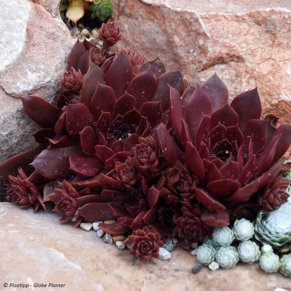 Hauswurz Chick Charms Chocolate Kiss - Sempervivum