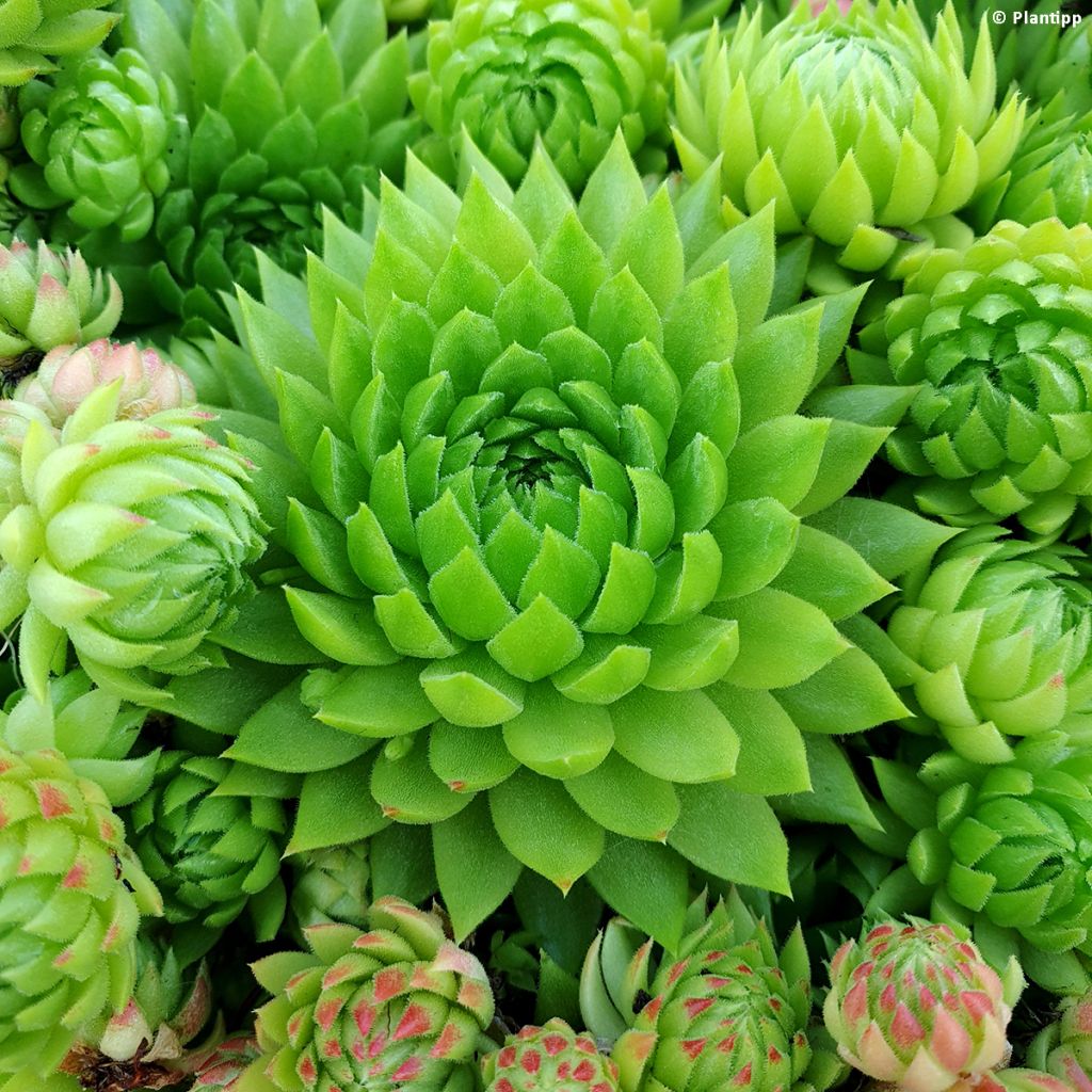 Sempervivum Chick Charms Key Lime Kiss - Joubarbe