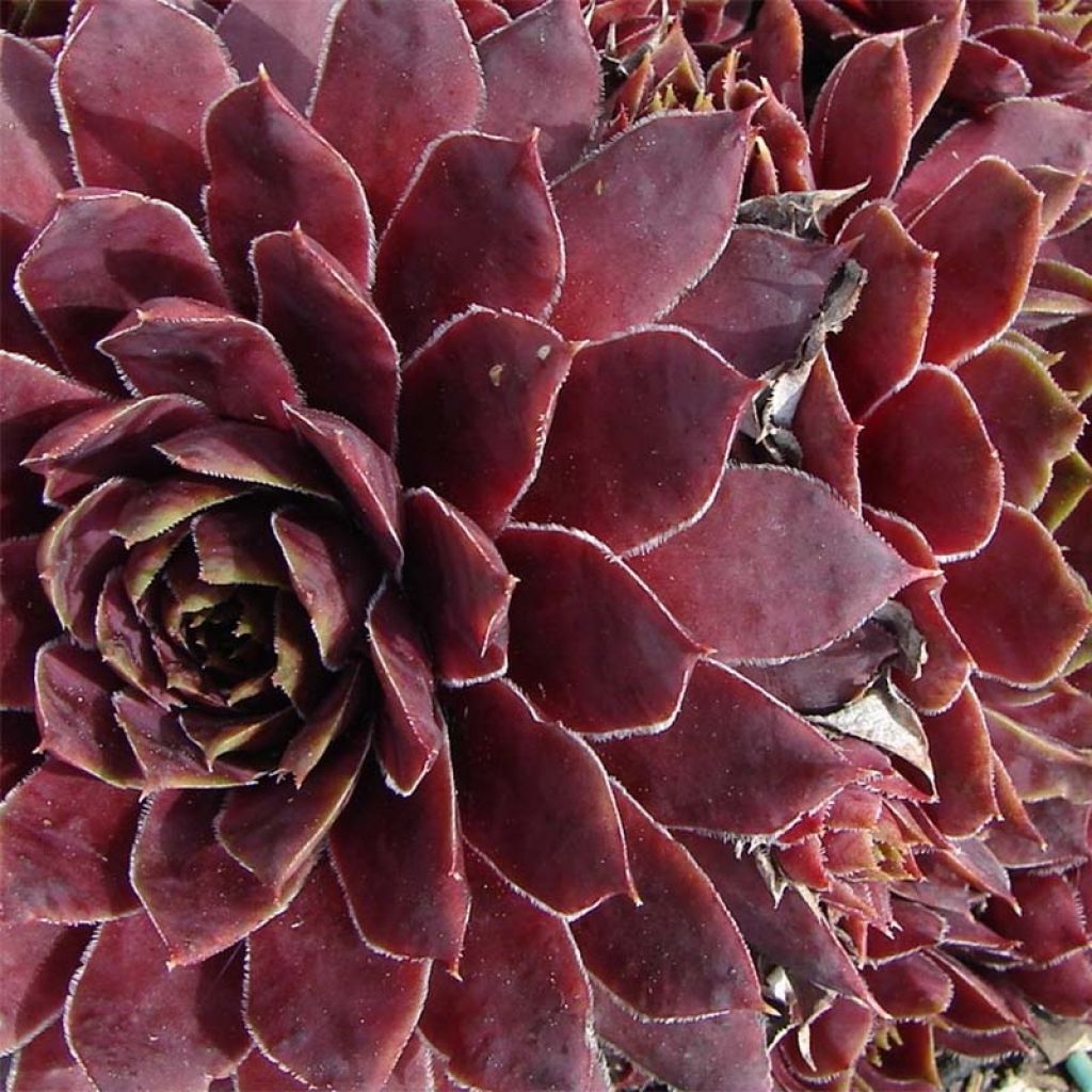 Hauswurz Granat - Sempervivum