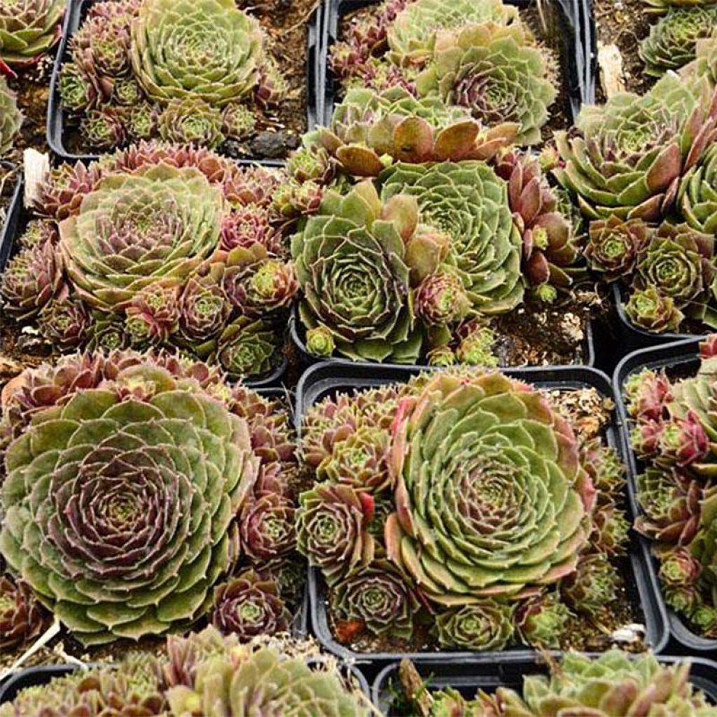 Hauswurz Granat - Sempervivum