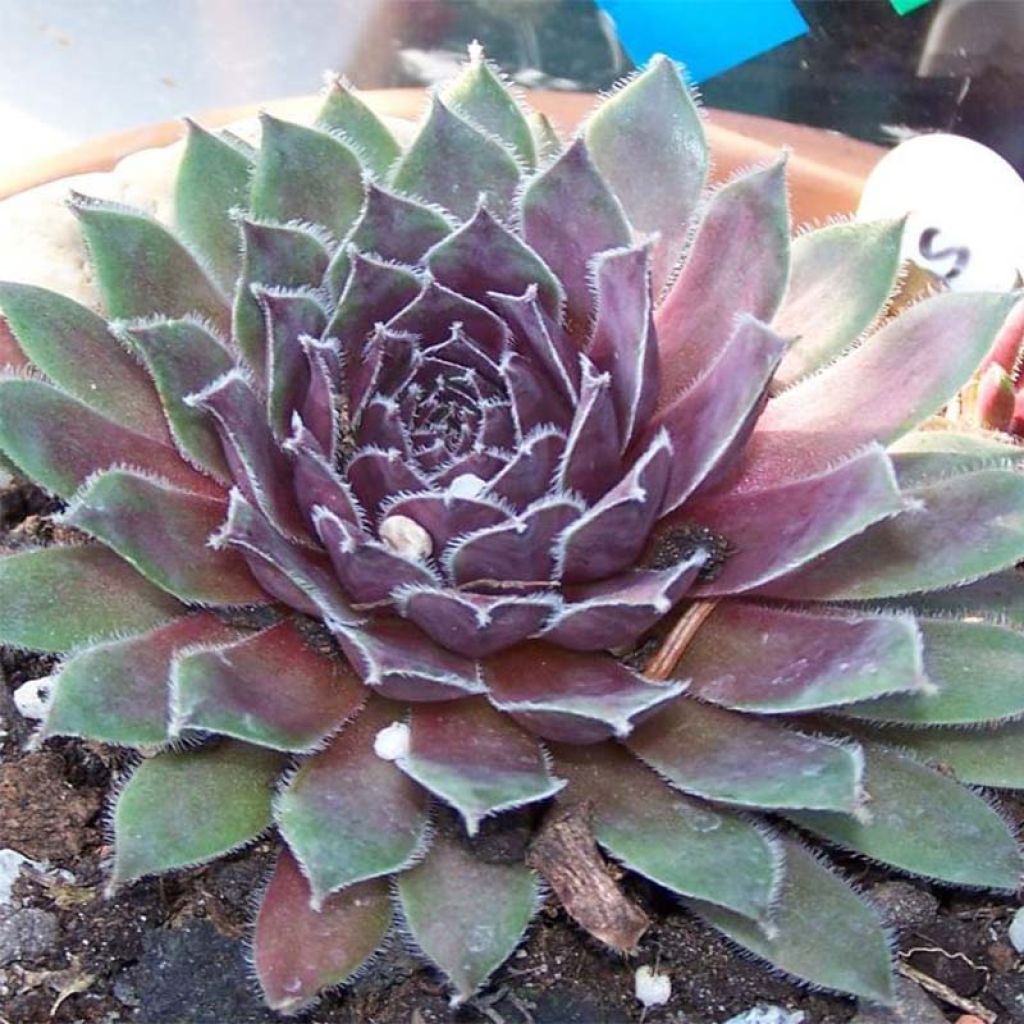 Hauswurz Pilatus - Sempervivum