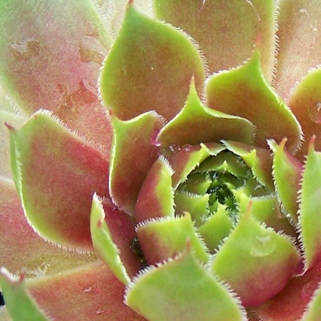 Sempervivum Pseudo-ornatum - Joubarbe rouge et verte