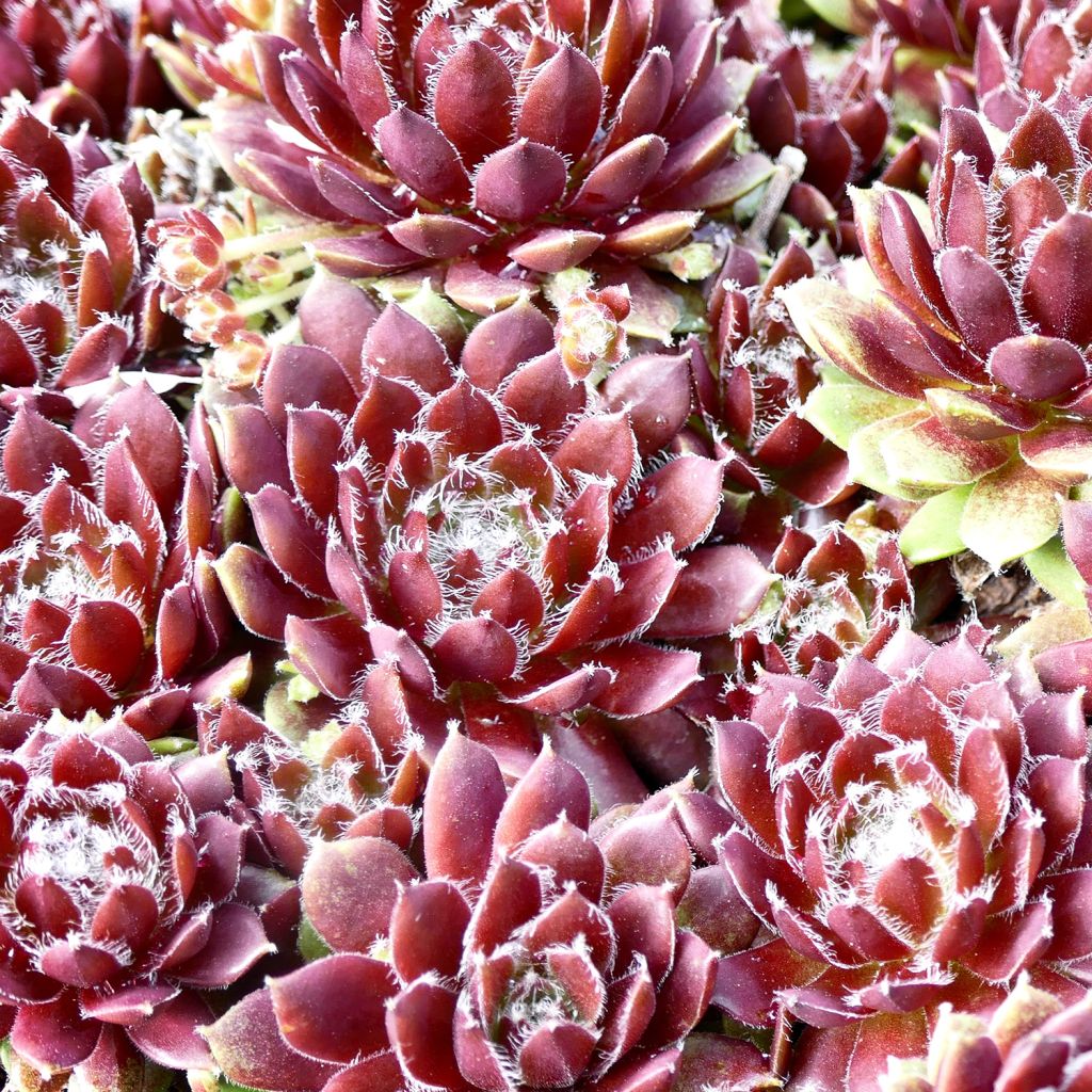 Hauswurz Silberkarneol - Sempervivum