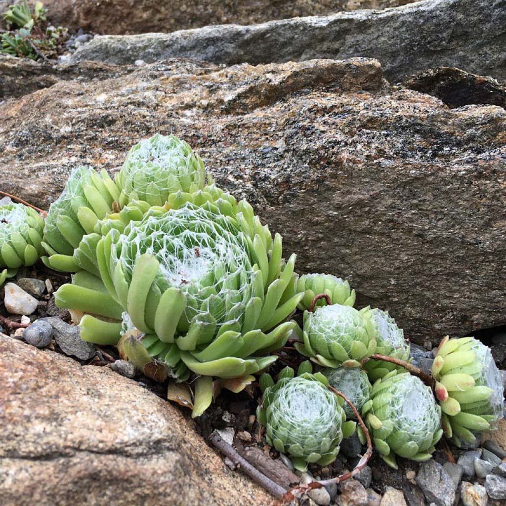 Hauswurz - Sempervivum arachnoideum