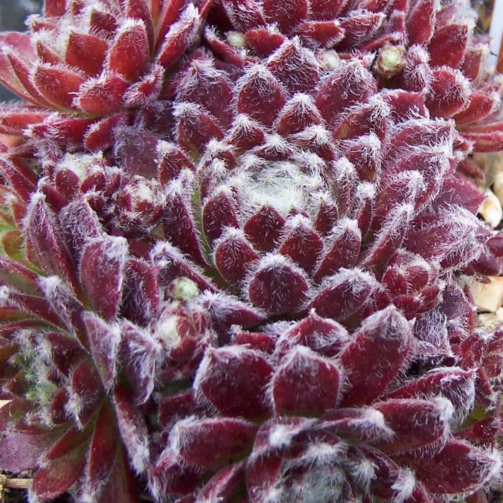 Hauswurz Rubrum - Sempervivum arachnoideum