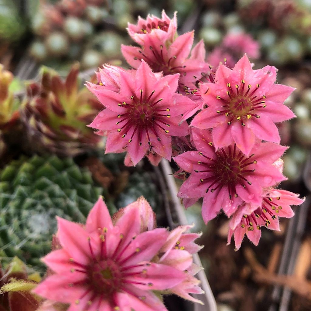 Hauswurz Rubrum - Sempervivum arachnoideum