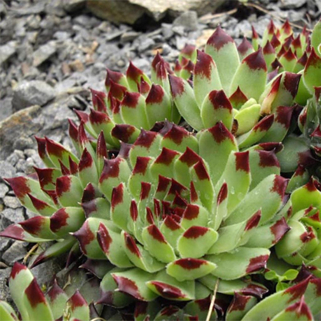 Hauswurz - Sempervivum calcareum