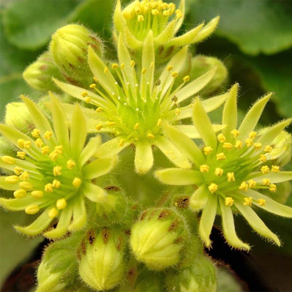 Hauswurz var. borisii - Sempervivum ciliosum