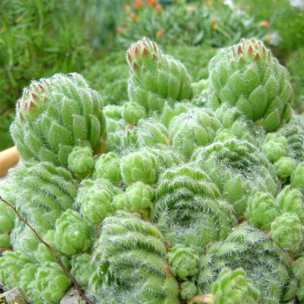 Sempervivum ciliosum var. borisii - Joubarbe ciliée