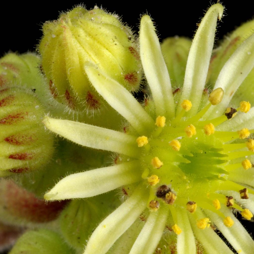 Sempervivum ciliosum var. borisii - Joubarbe ciliée