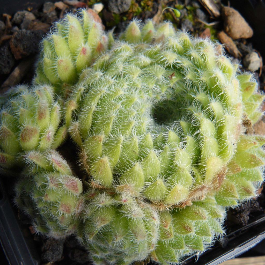 Sempervivum ciliosum var. borisii - Joubarbe ciliée