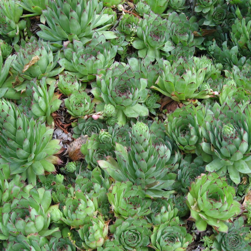 Dachwurz - Sempervivum tectorum