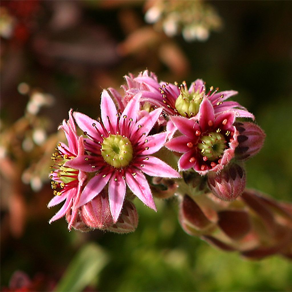 Sempervivum tectorum - Joubarbe des toits